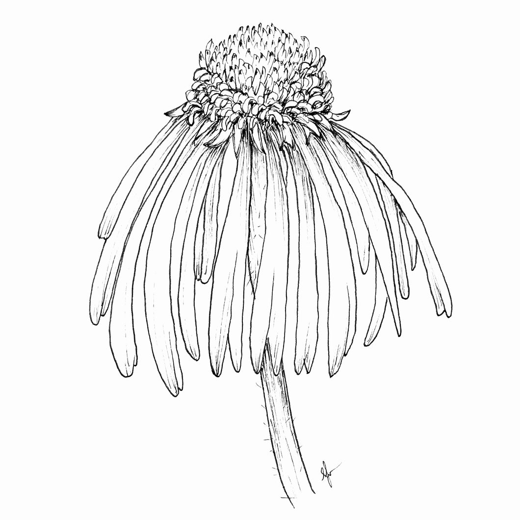 Echinacea Pallida ‘Hula Dancer’ Seeds