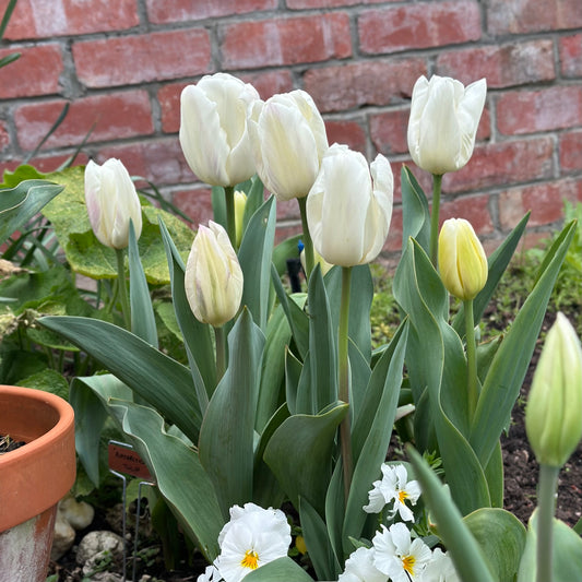 Tulip - ‘Antarctica’ 4 Bulbs