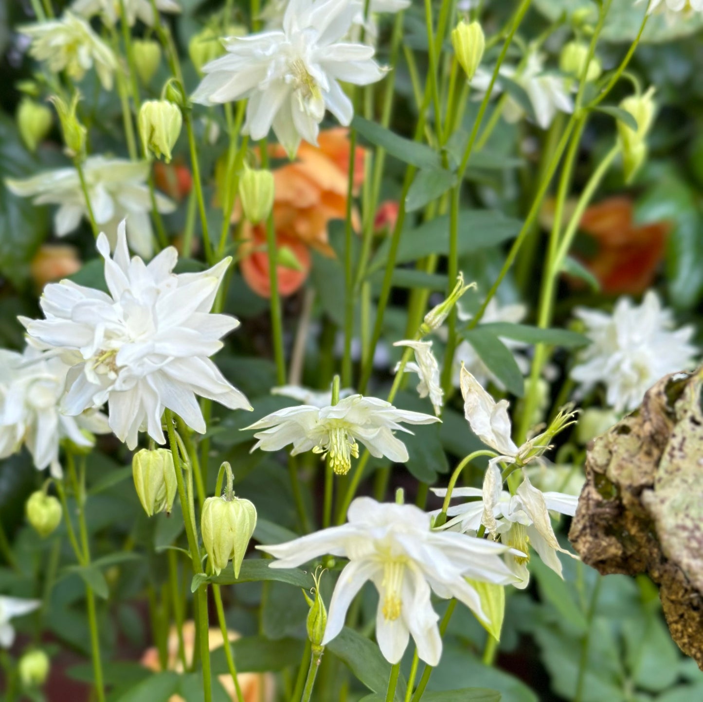Aquilegia Stellata ‘White Stars’ seeds