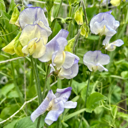 Sweet Pea ‘Blue Ripple' Seeds