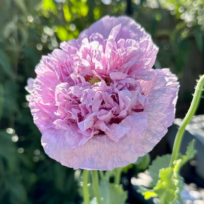 Peony Poppy Duchess of Kent Seeds
