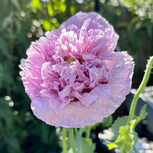 Peony Poppy Duchess of Kent Seeds