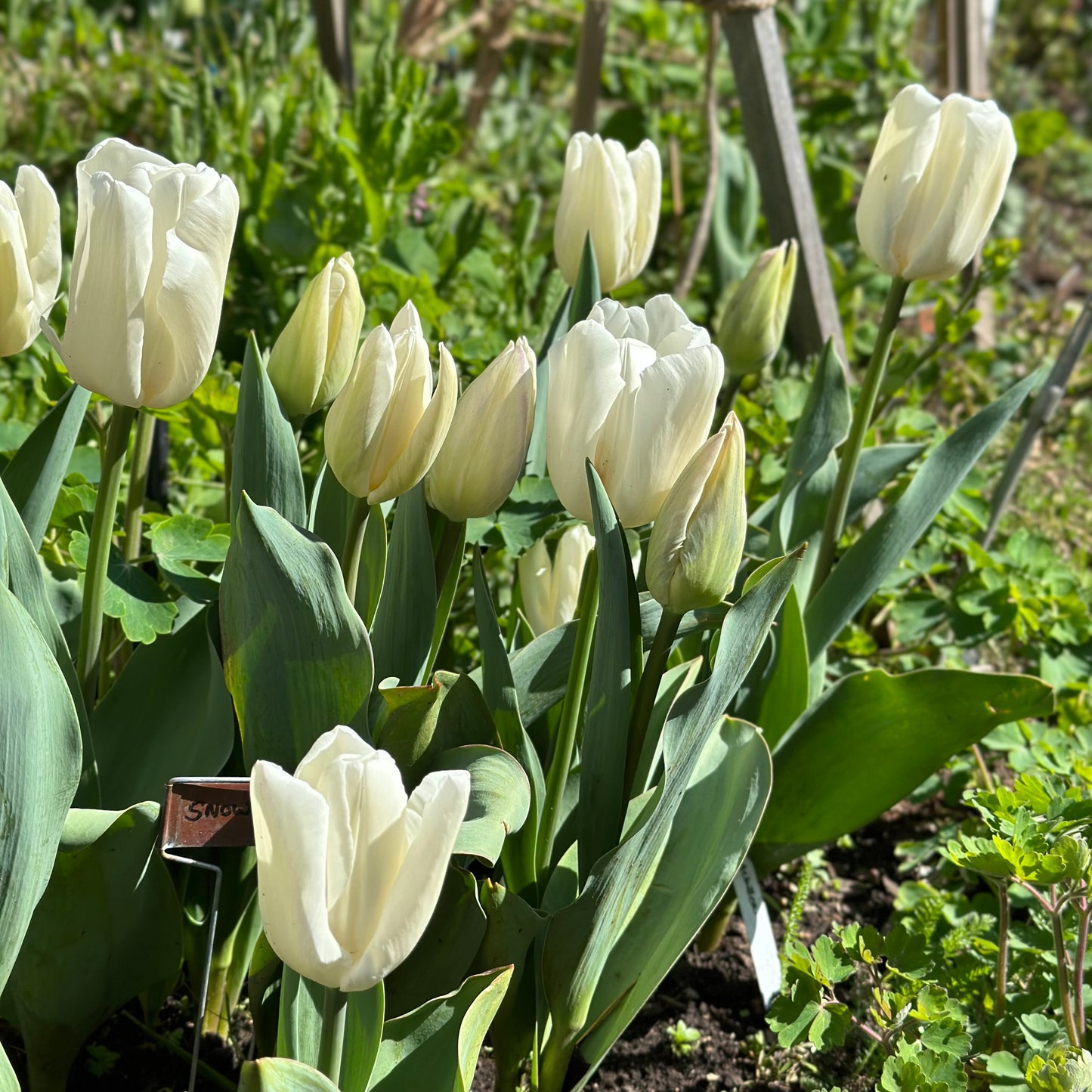 Tulip -'Snowboard’ 4 Bulbs