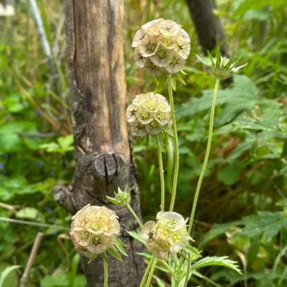 Scabiosa Stellata ‘Drumsticks’ Seeds