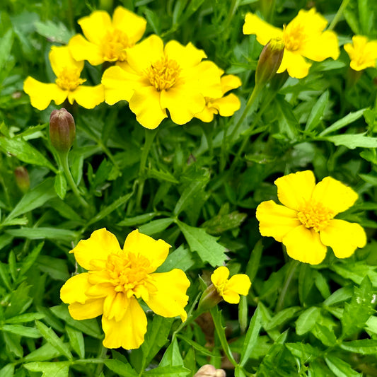 Marigold 'Lemon Drop' Seeds
