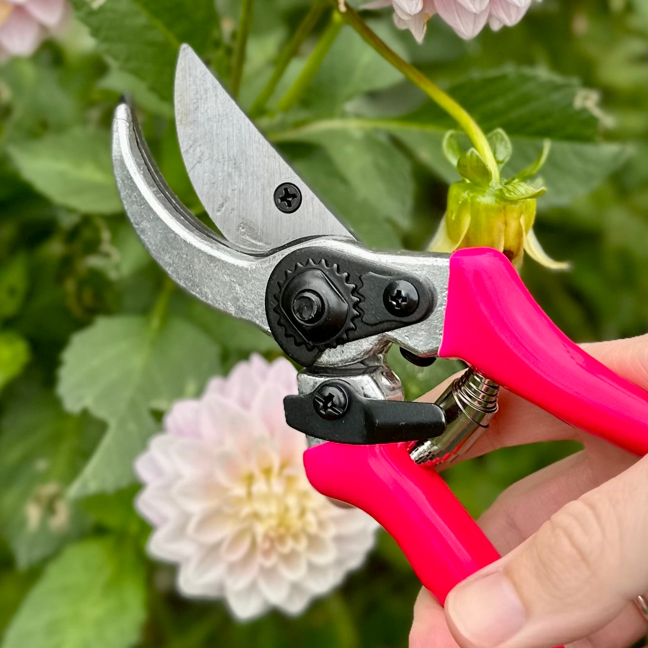 Florabrite Pink Bypass Secateur