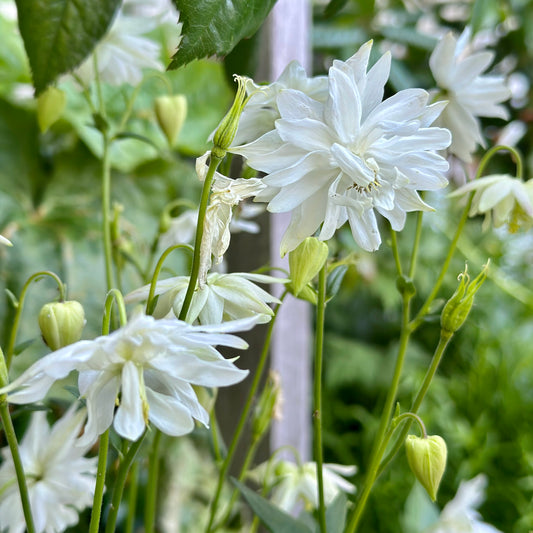 Aquilegia Stellata ‘White Stars’ seeds