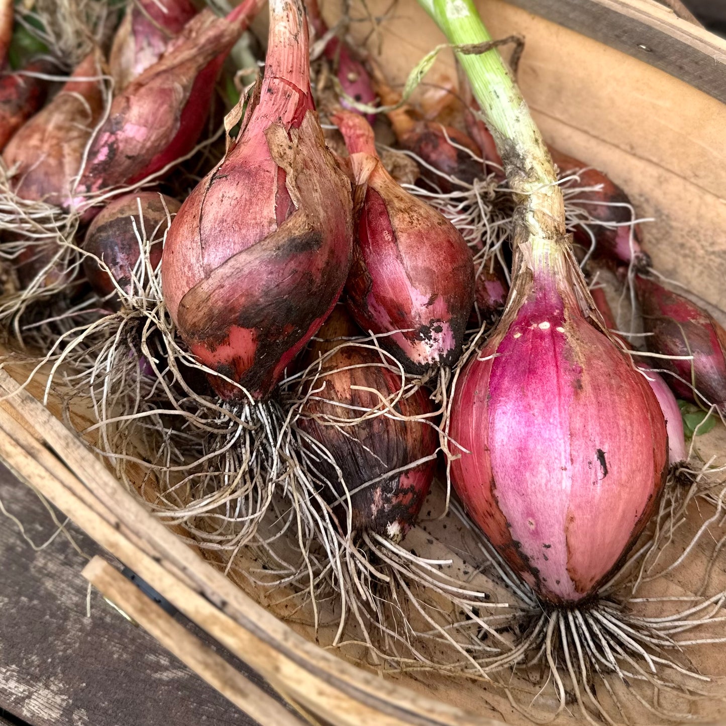 Onion 'Tropea Long Red' Seeds