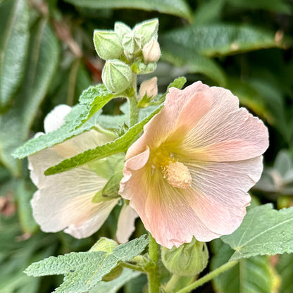 Hollyhock Ficifolia Apricot Seeds