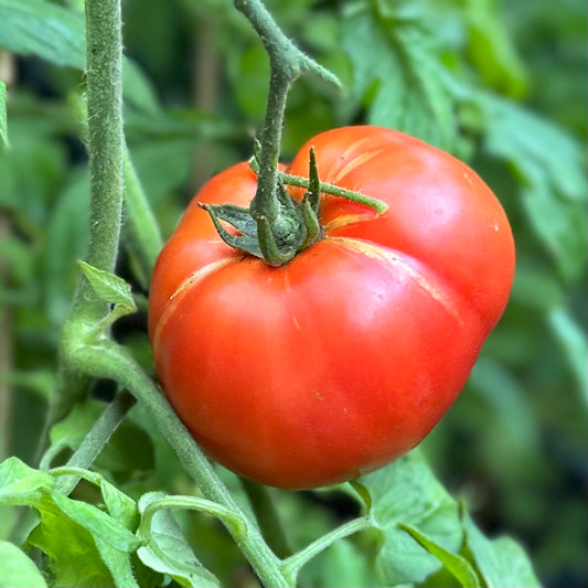 Tomato 'One Hundred Percent' Seeds