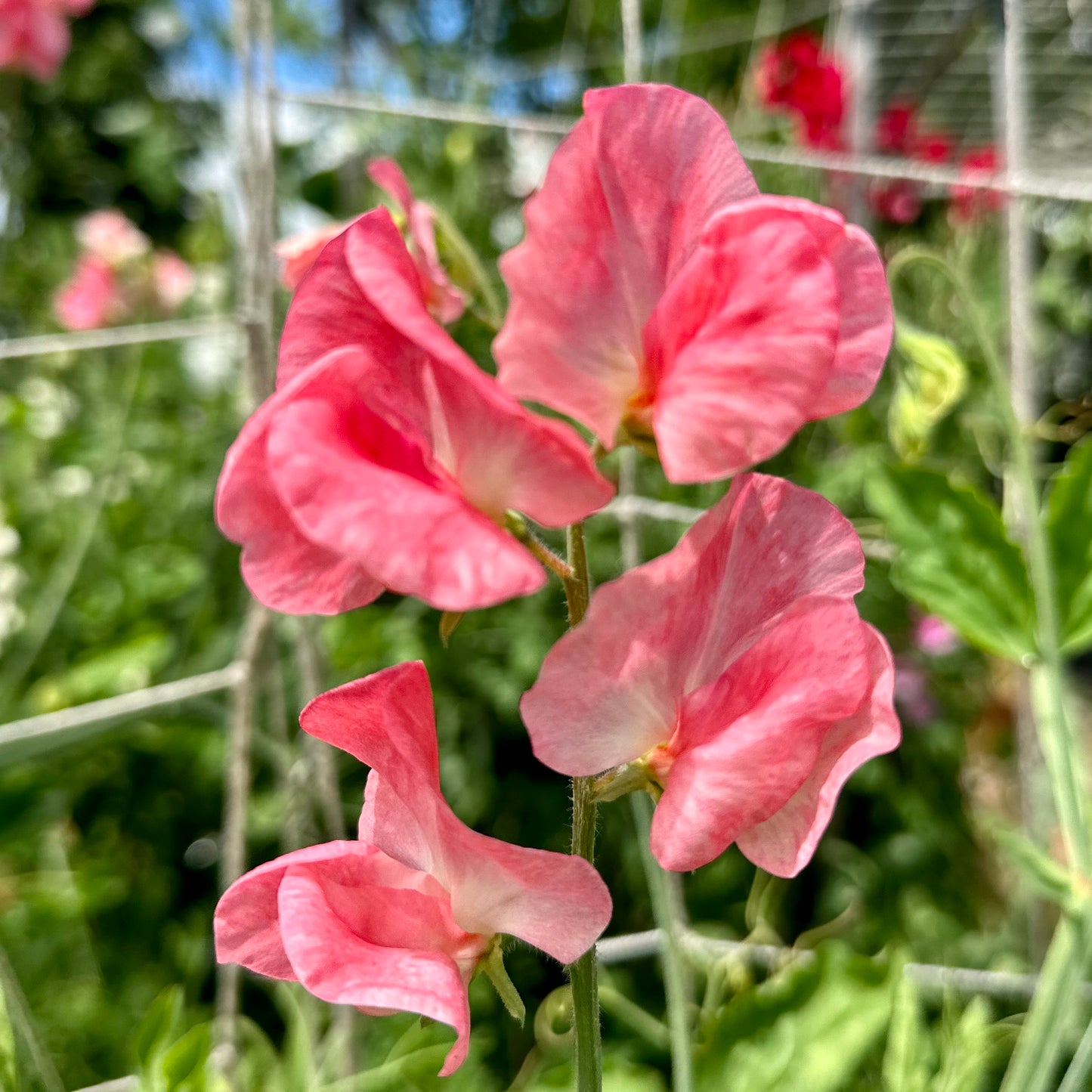 Sweet Pea ‘Candy Floss’ Seeds.