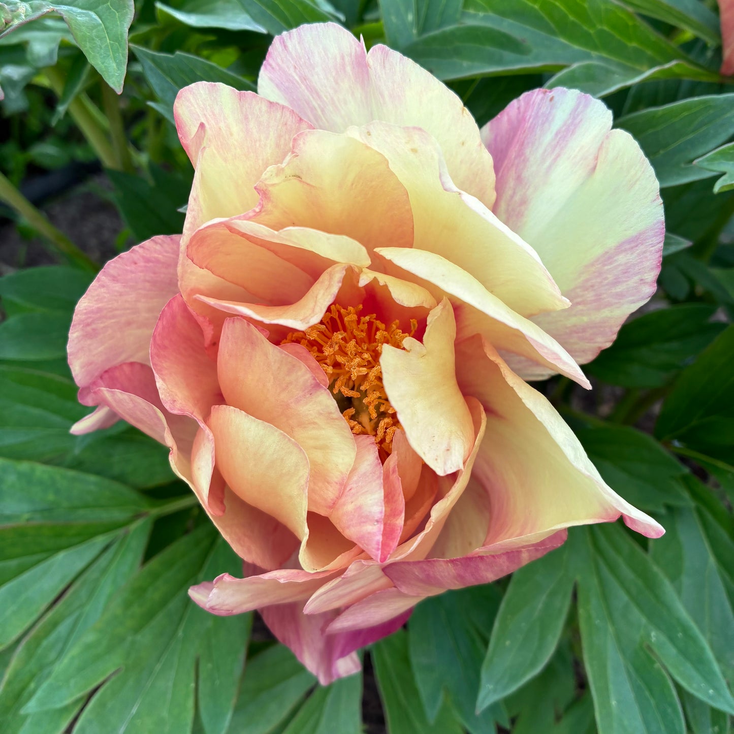 Itoh Peony 'Magical Mystery Tour' - Ballarat Only