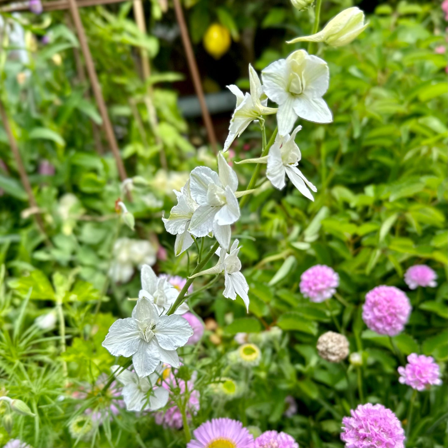 Larkspur Imperial 'White King' Seeds