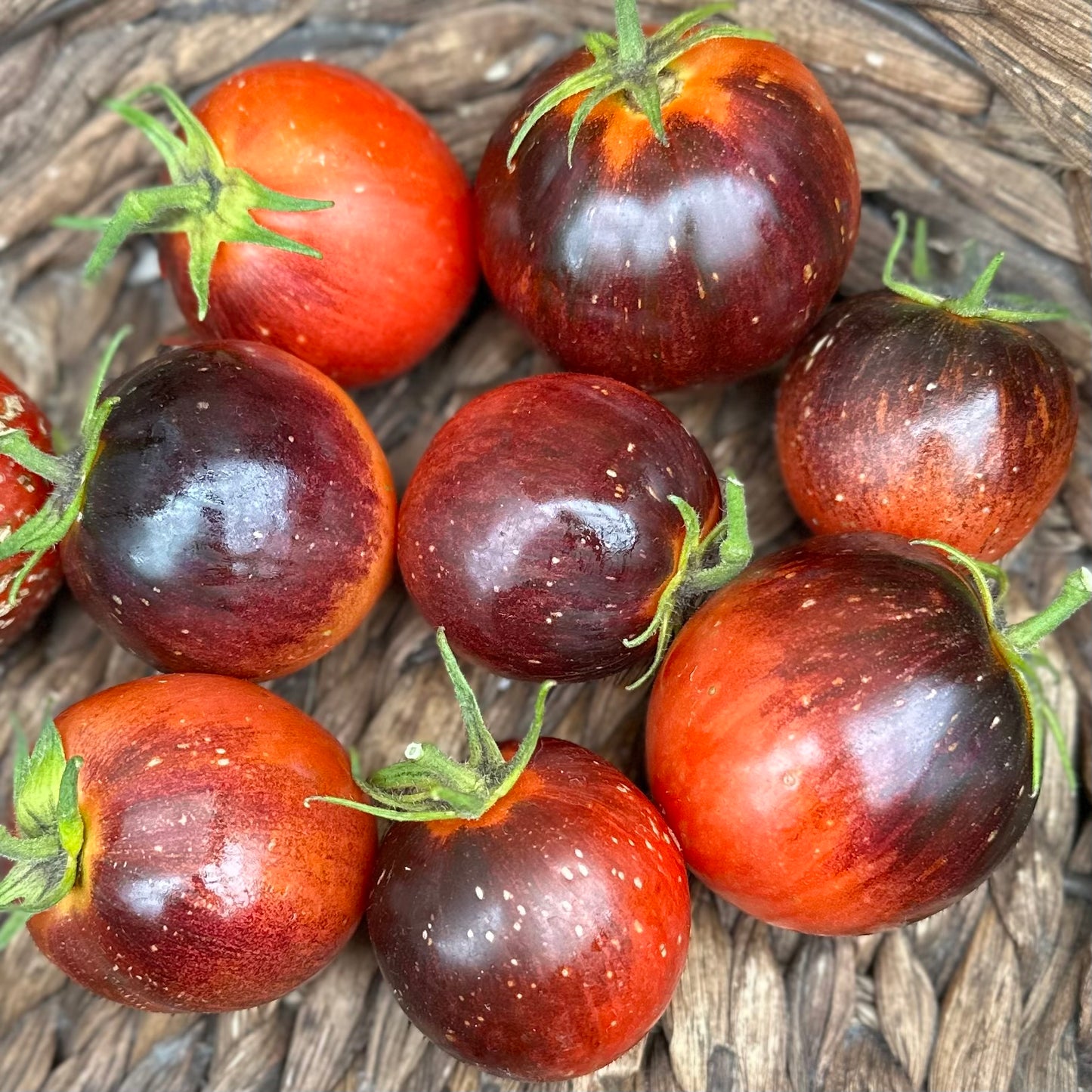 Tomato 'Dark Galaxy’ Seeds COMING SOON