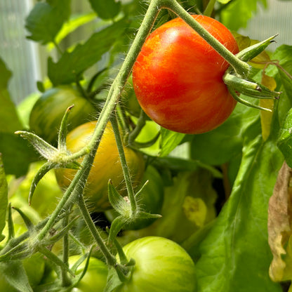 Tomato 'Tigerella' Certified Organic Seeds