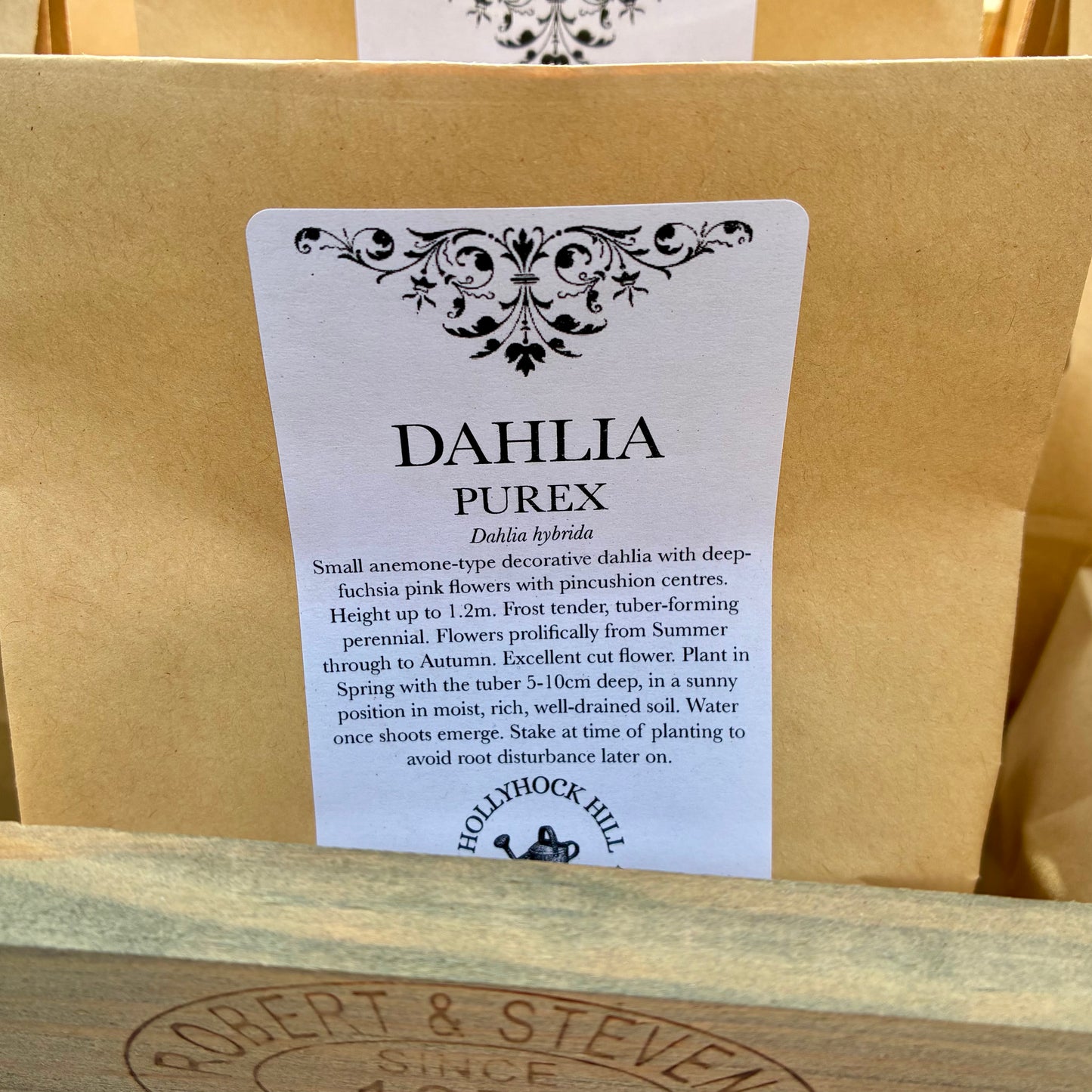 Dahlia - Purex - Tuber