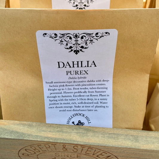 Dahlia - Purex - Tuber