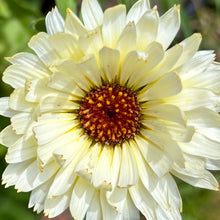 Load image into Gallery viewer, Calendula &#39;Ivory Princess&#39; Seeds
