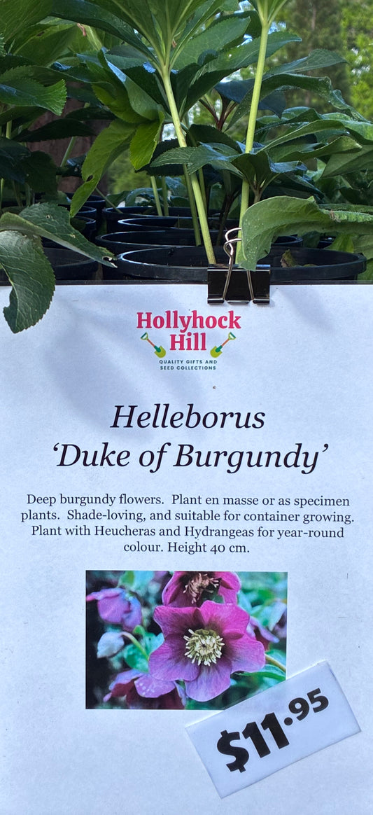 Hellebore ‘Duke of Burgundy’