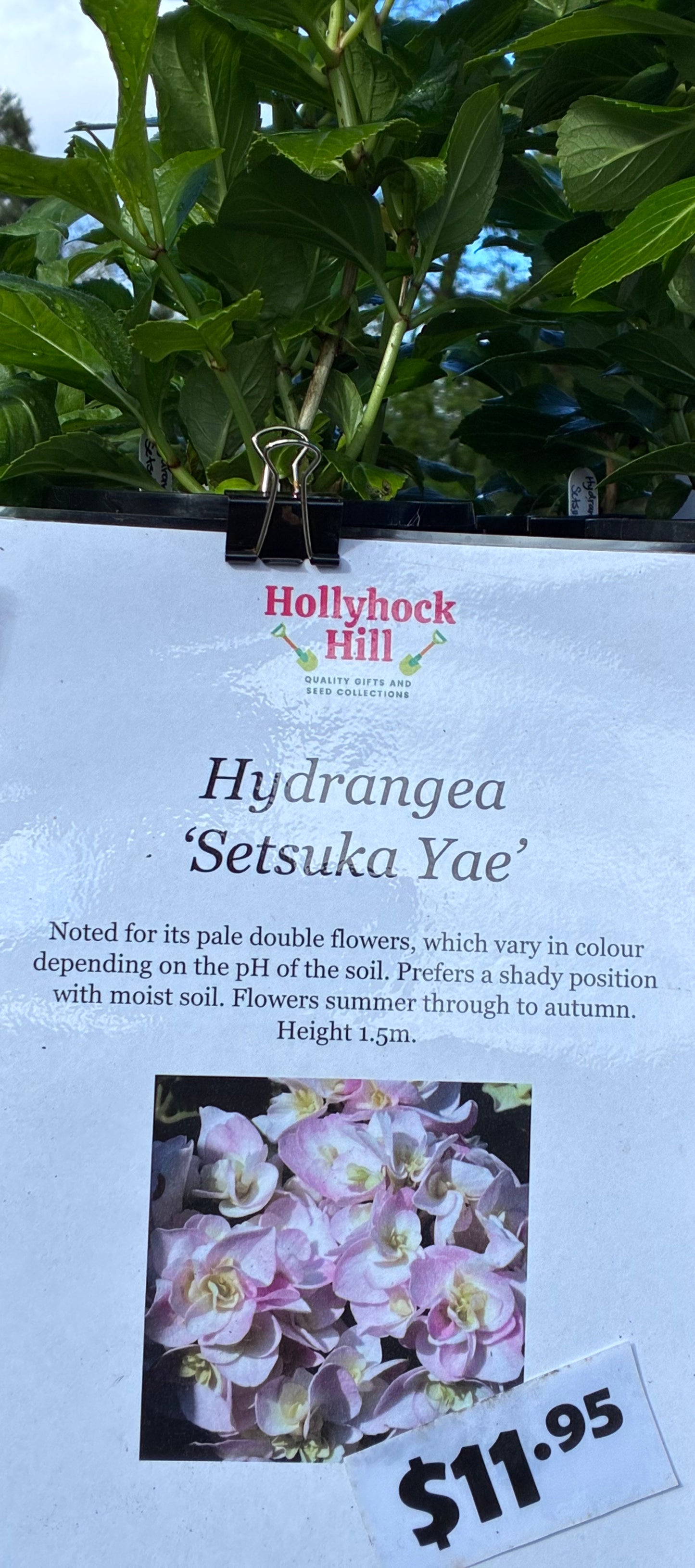 Hydrangea ‘Setsuka Yae’