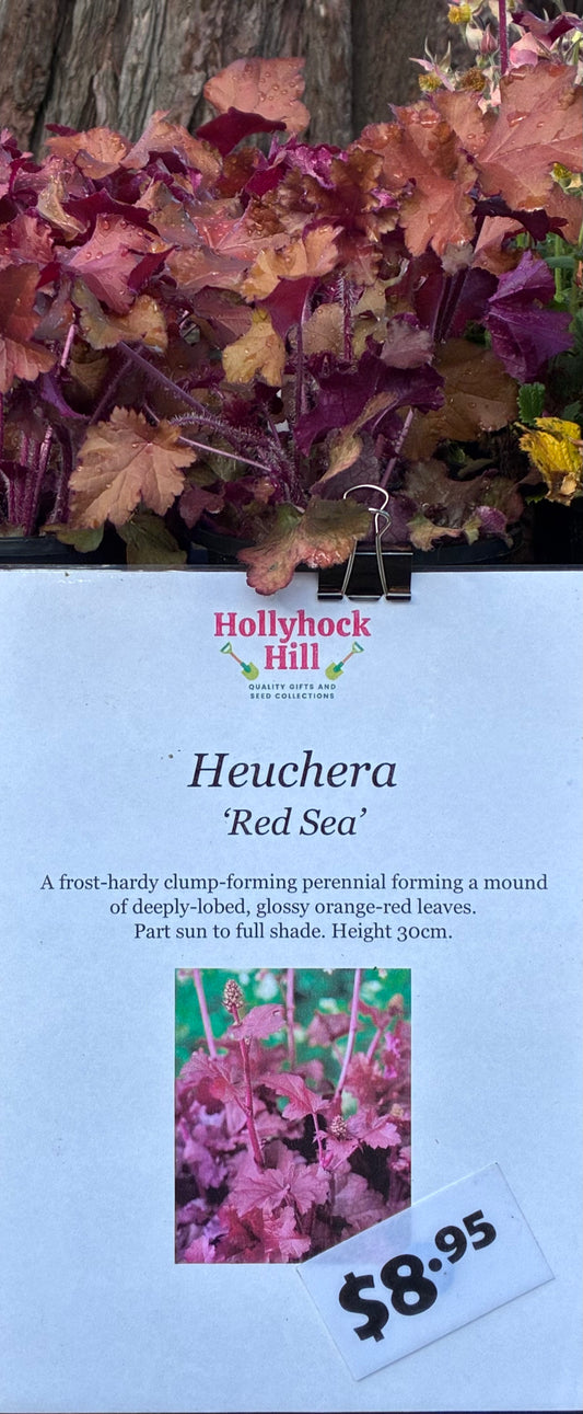 Heuchera ‘Red Sea’