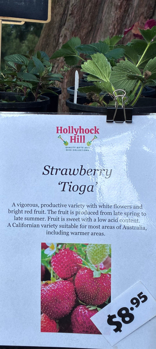 Strawberry ‘Tioga’