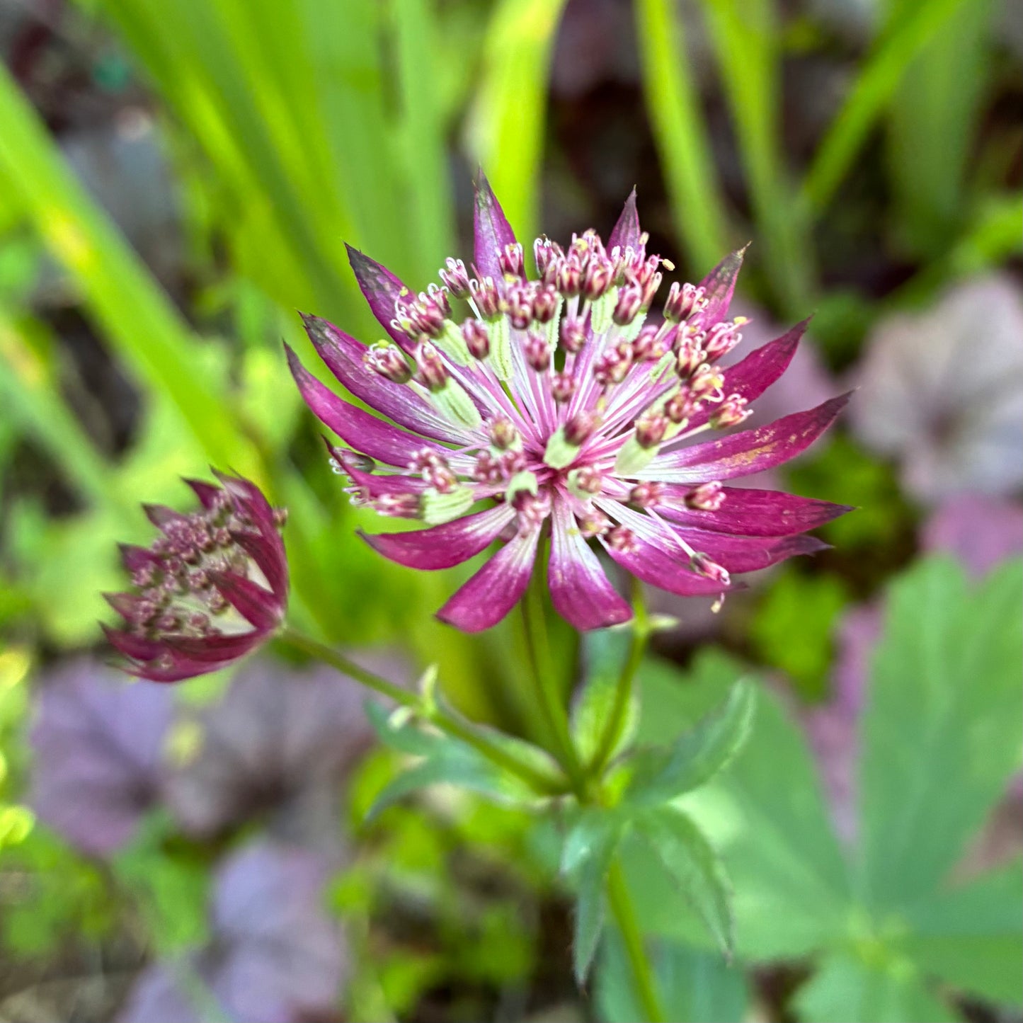 Astrantia major 'Snow Star' and ‘Claret’