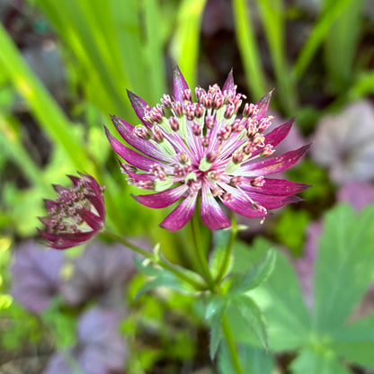 Astrantia major 'Snow Star' and ‘Claret’