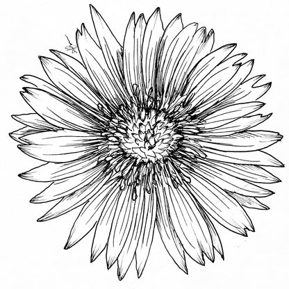 Gaillardia  pulchella ‘Blanket Flower’ Seeds