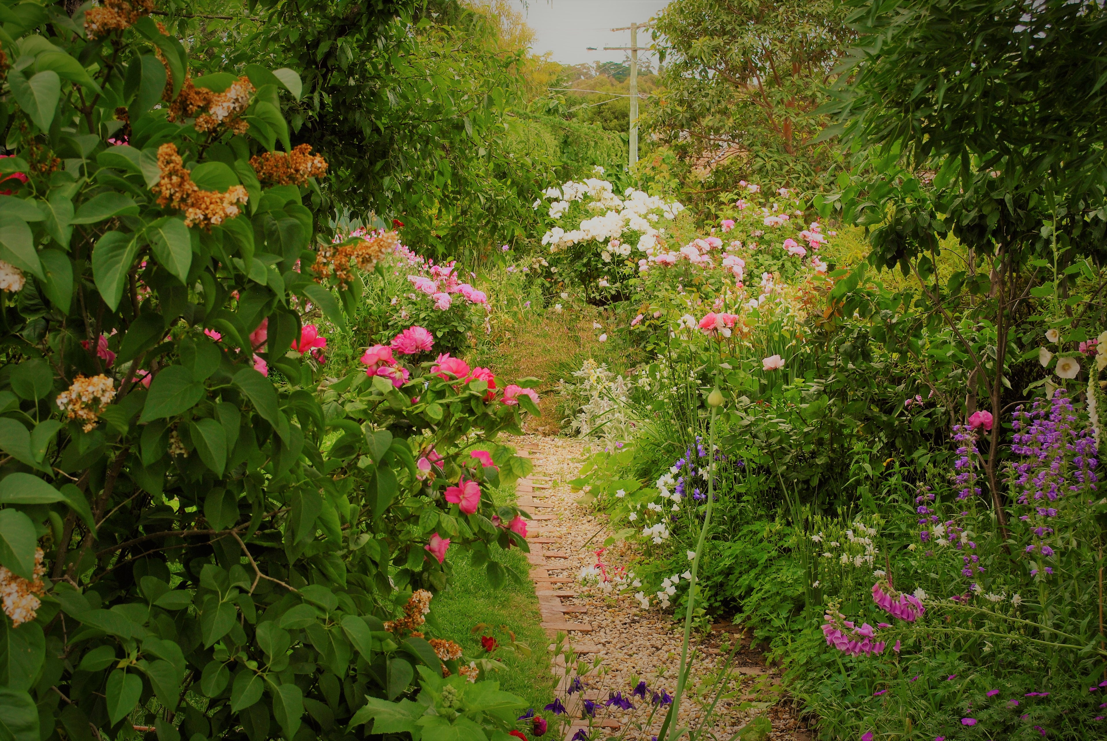 Cottage garden with herbaceous perennial border