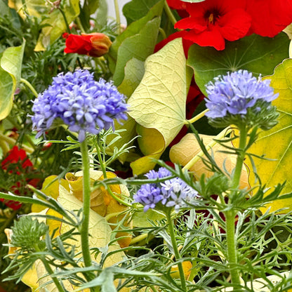 Queen Anne's Thimbles Seeds