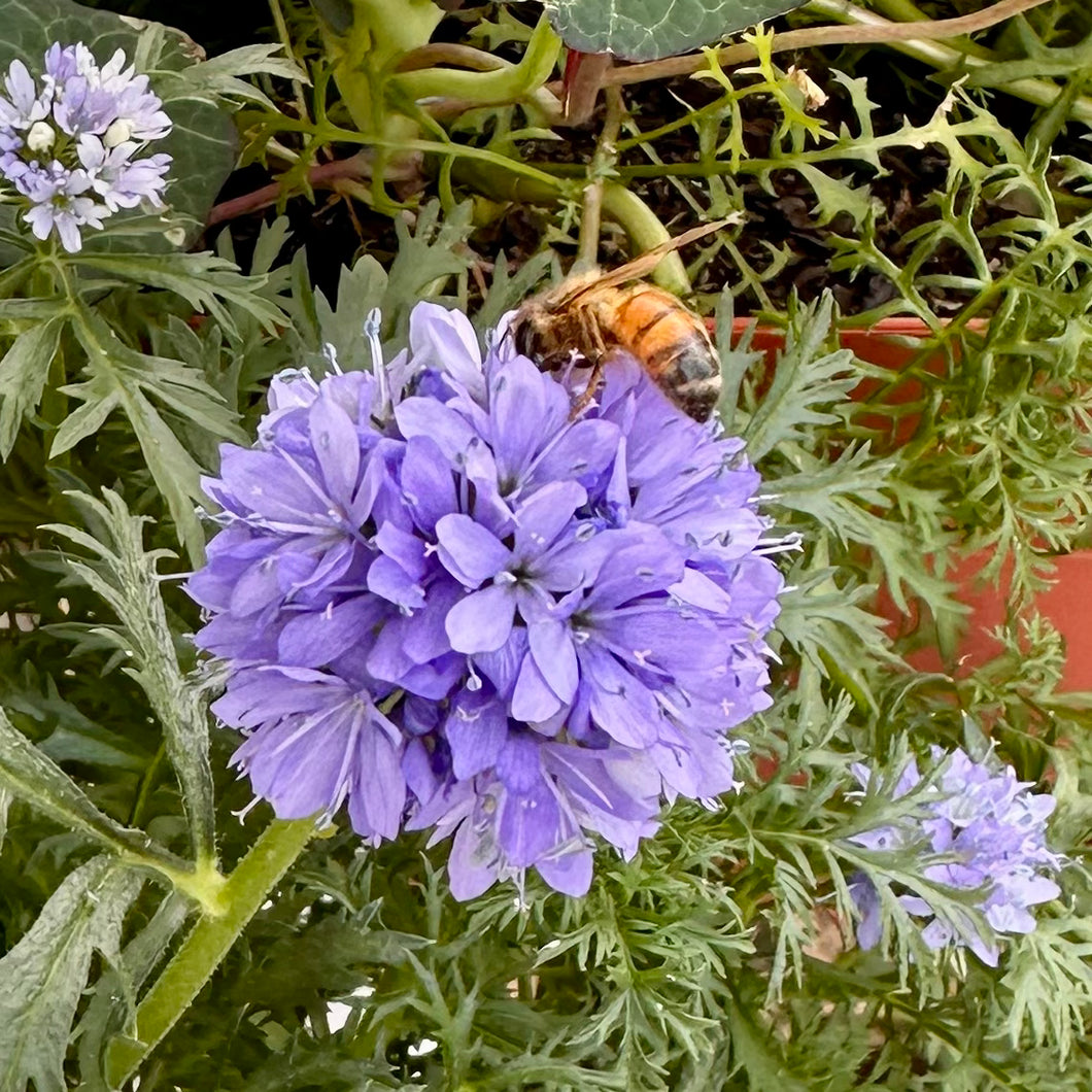 Queen Anne's Thimbles Seeds