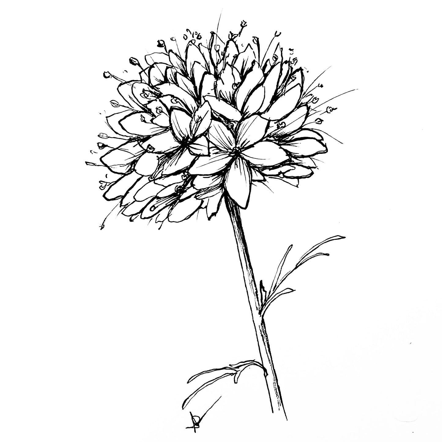 Queen Anne's Thimbles Seeds