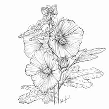 Load image into Gallery viewer, Hollyhock ‘Ficifolia Mix’ Seeds
