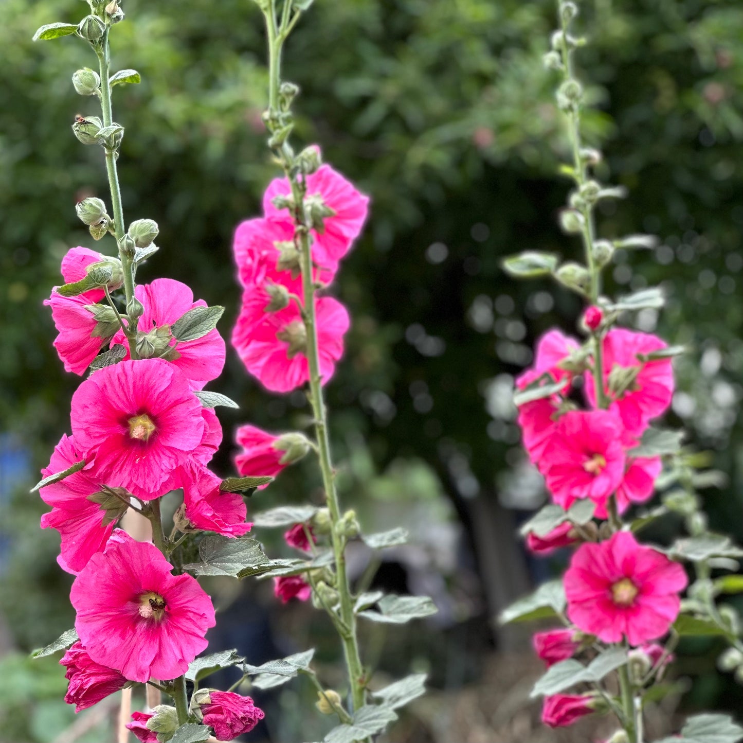 Hollyhock Cottage Garden Single Mixed Seeds