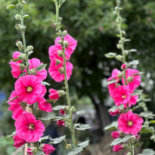 Load image into Gallery viewer, Hollyhock Cottage Garden Single Mixed Seeds
