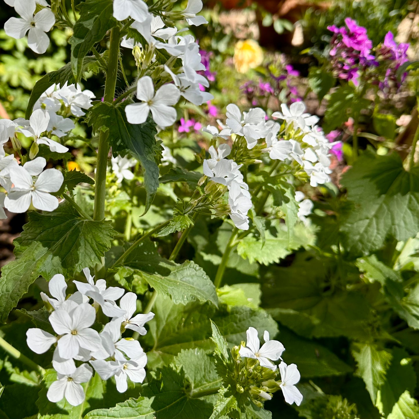 Honesty Mixed Seeds