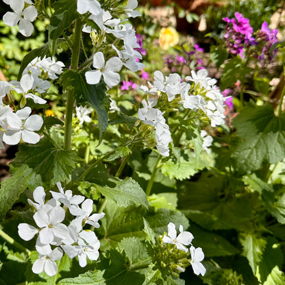 Honesty Mixed Seeds