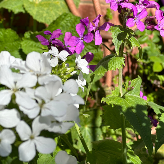 Honesty Mixed Seeds