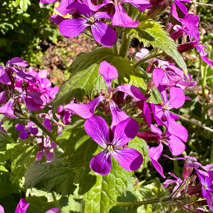 Honesty Mixed Seeds