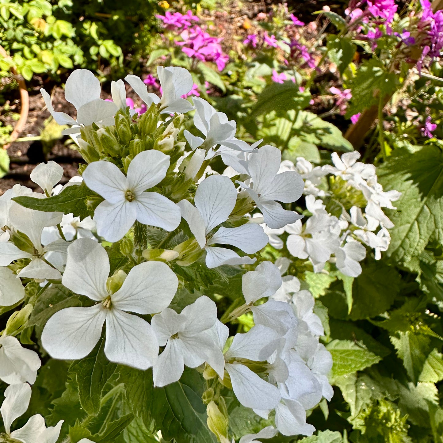 Honesty Mixed Seeds
