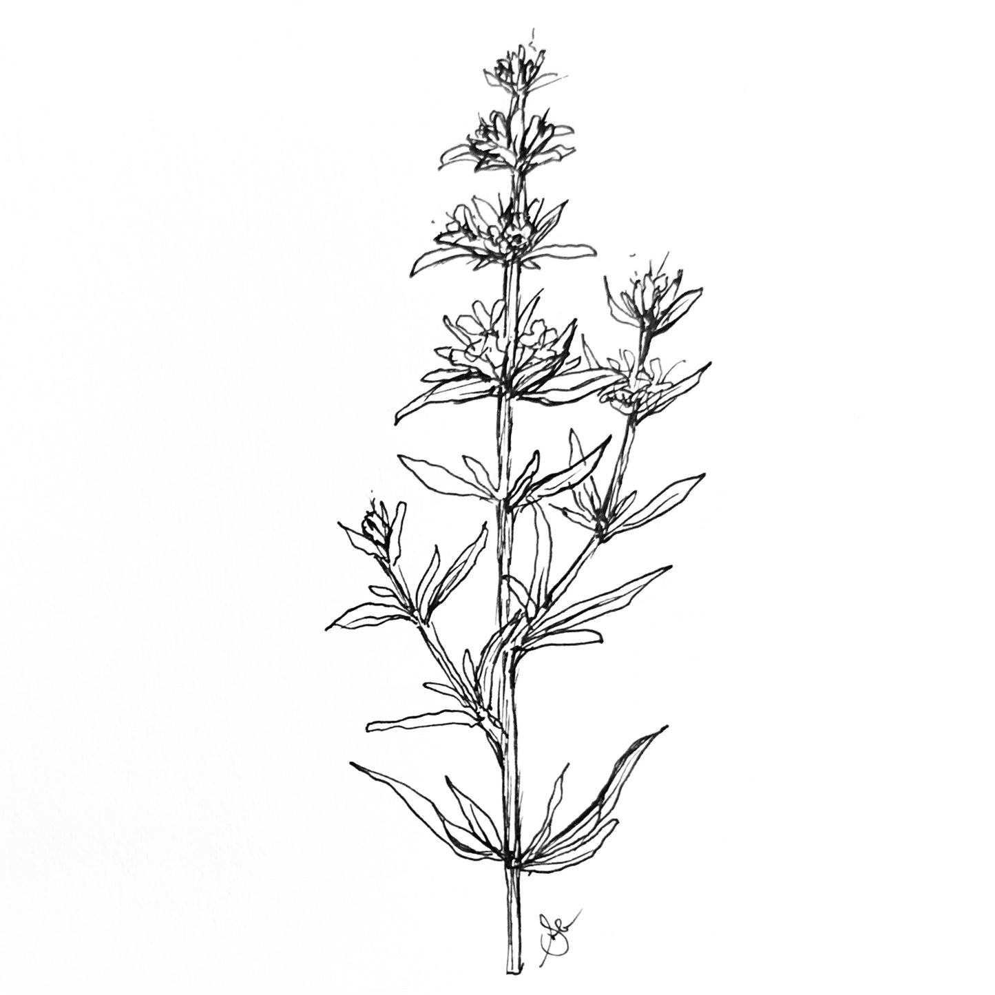 Hyssop Seeds