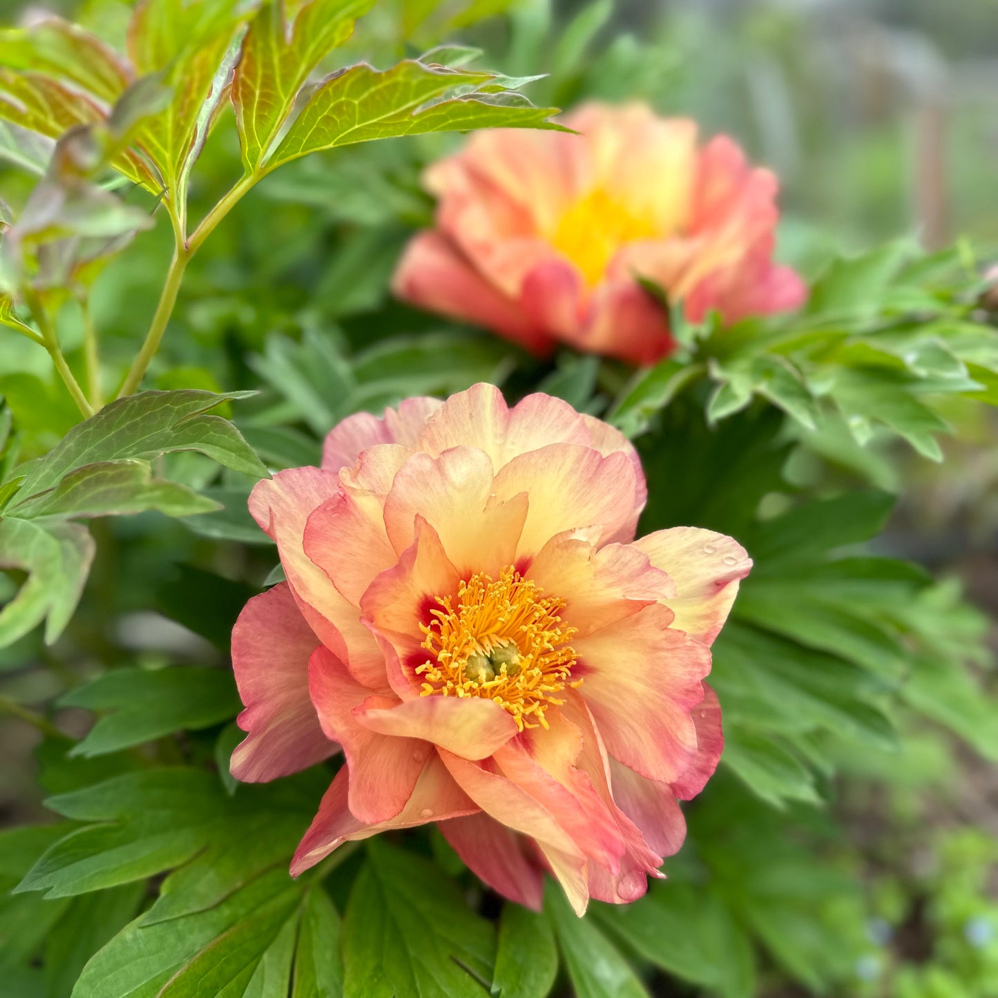 Itoh Peony 'Magical Mystery Tour' - Ballarat Only