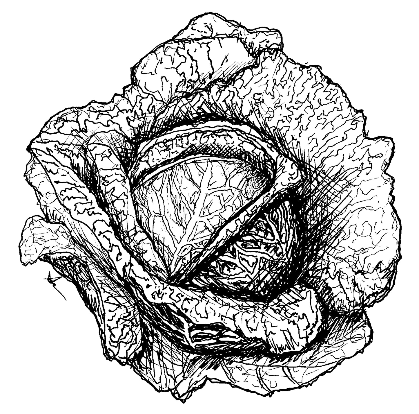 Cabbage 'Savoy Green Vertus' Seeds