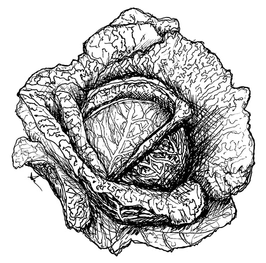Cabbage 'Savoy Green Vertus' Seeds