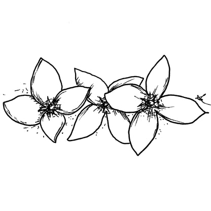 Arabis 'Snow Peak' Seeds