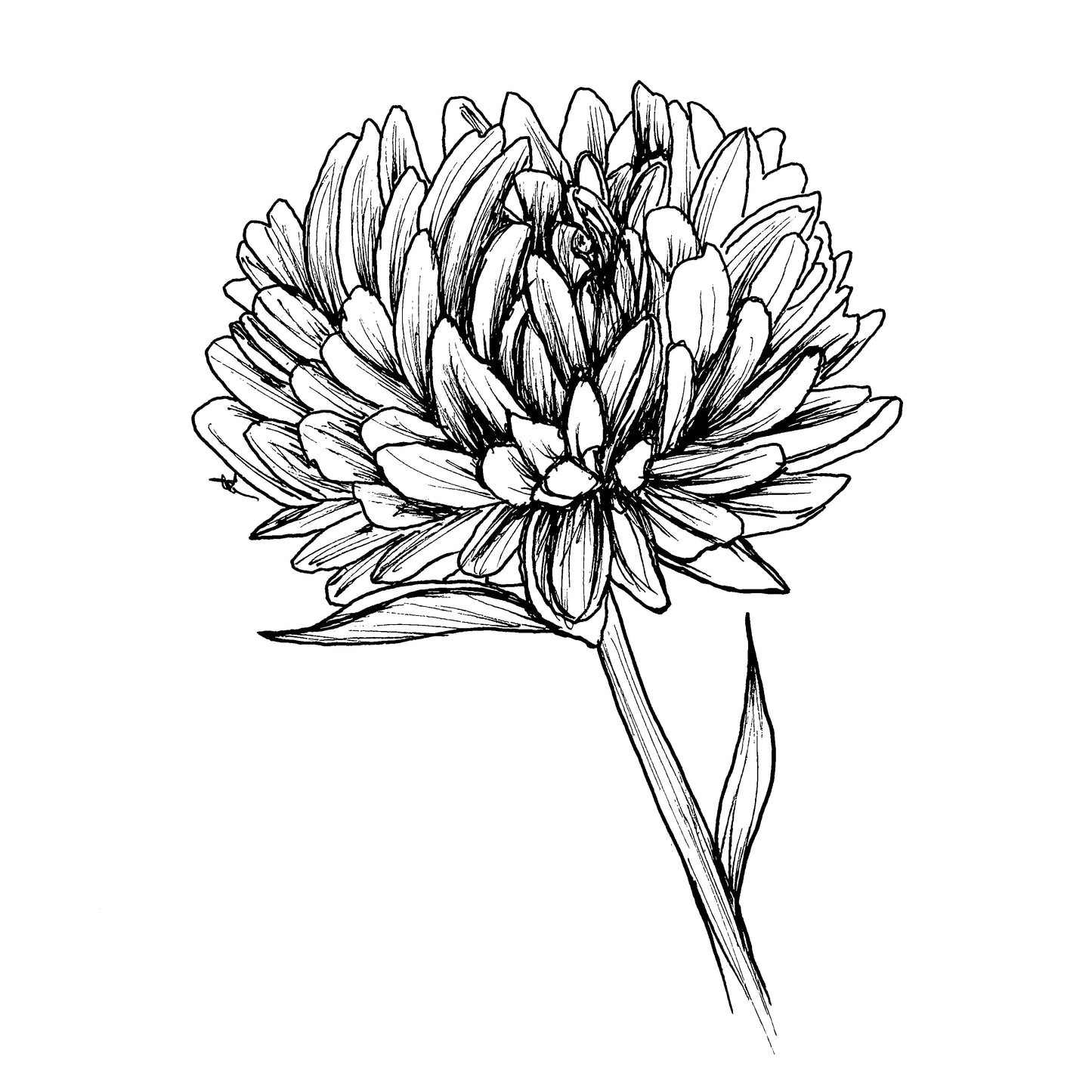 Aster 'Tall Peony Duchesse' Seeds