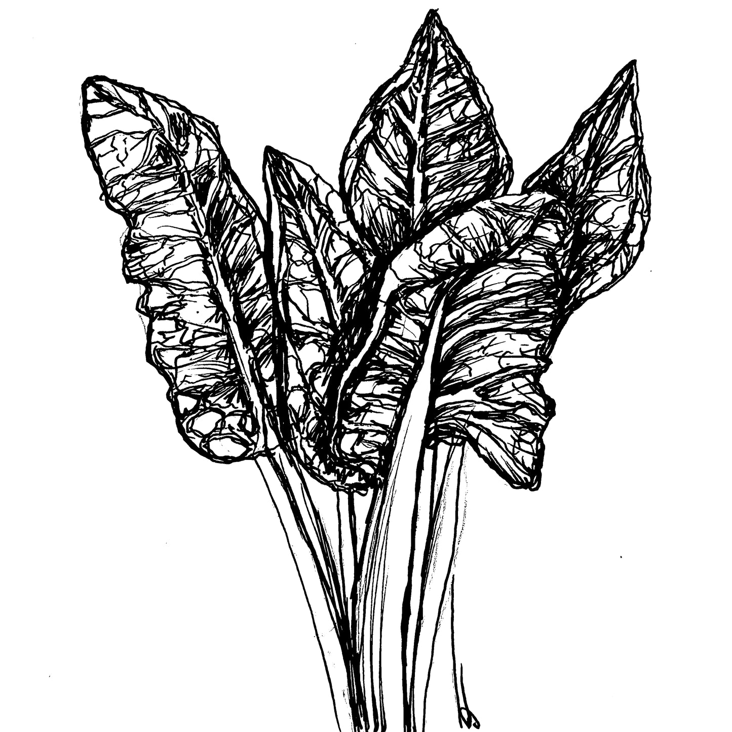 Silverbeet Rainbow Swiss Chard Seeds