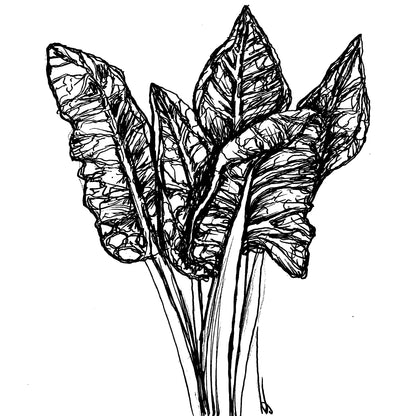 Silverbeet Rainbow Swiss Chard Seeds