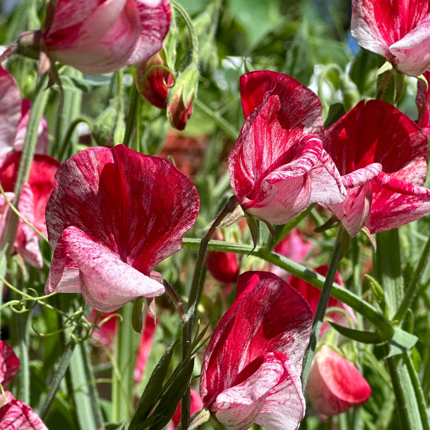 Sweet Pea 'America' Seeds.